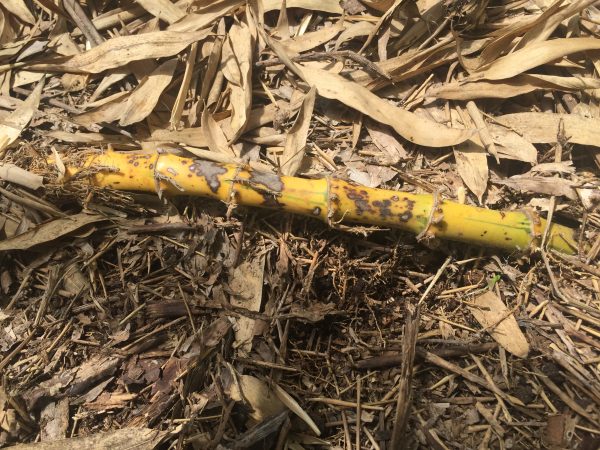 bamboo rhizome 2 | Walter Reeves: The Georgia Gardener