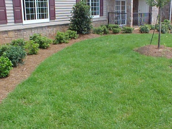 bluegrass Thermal Blue 3 Tim Daly | Walter Reeves: The Georgia Gardener