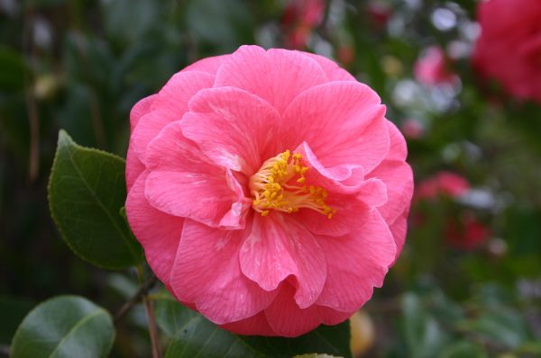camellia pink 2 | Walter Reeves: The Georgia Gardener