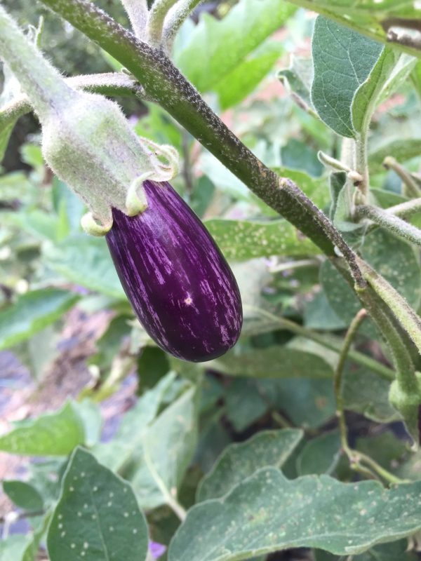 eggplant 1 (3) | Walter Reeves: The Georgia Gardener