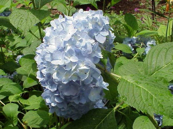 hydrangea 2 | Walter Reeves: The Georgia Gardener