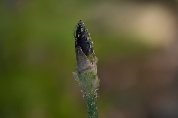 iris aphids | Walter Reeves: The Georgia Gardener Gray bugs