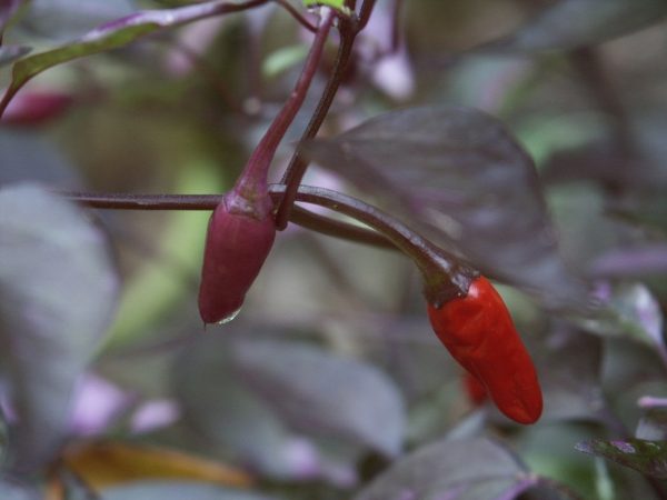 pepper purple 2 | Walter Reeves: The Georgia Gardener