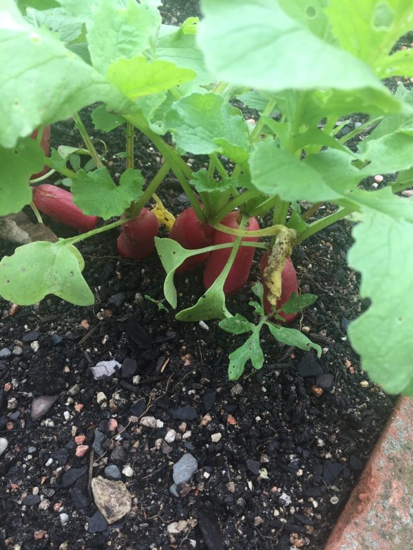 radish D'Avignon | Walter Reeves: The Georgia Gardener