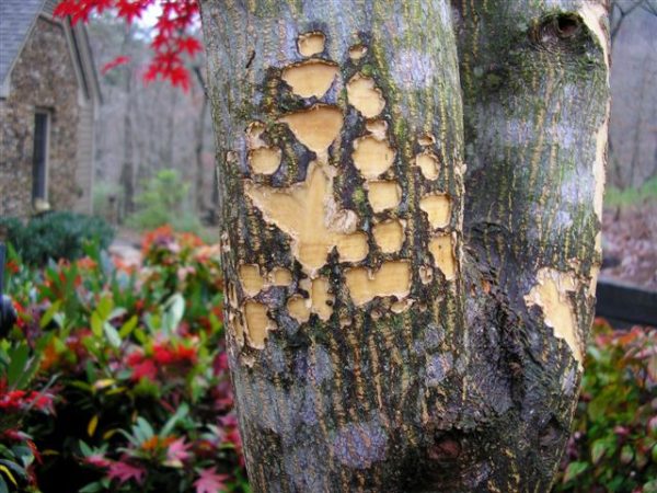 OLYMPUS DIGITAL CAMERA | Walter Reeves: The Georgia Gardener