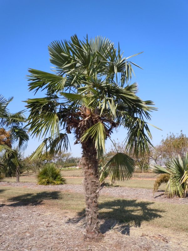 windmill palm (2) | Walter Reeves: The Georgia Gardener