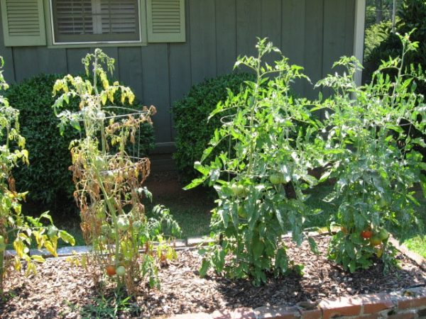 fusarium wilt 2 | Walter Reeves: The Georgia Gardener