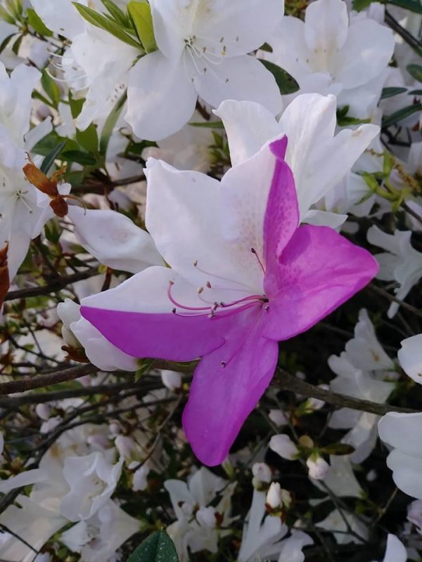 azalea chimera Barbara Gray | Walter Reeves: The Georgia Gardener