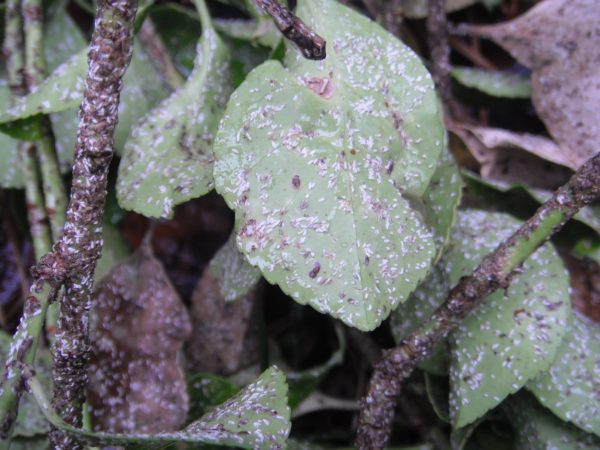 euonymus scale 1 | Walter Reeves: The Georgia Gardener