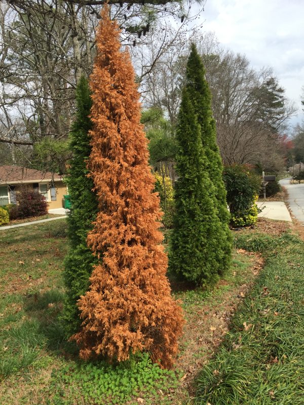 arborvitae drought damage 3 | Walter Reeves: The Georgia Gardener