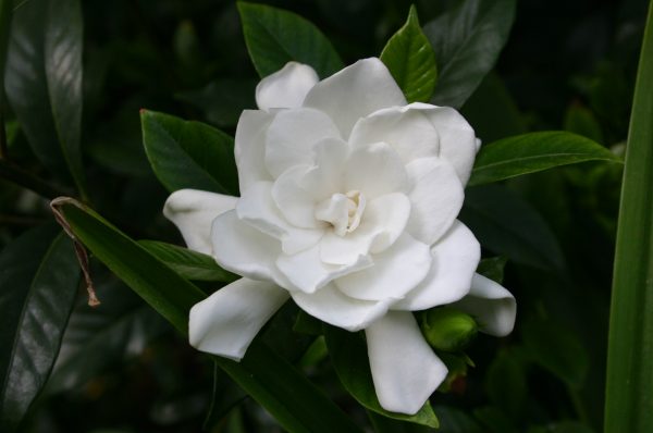 how to prune gardenia