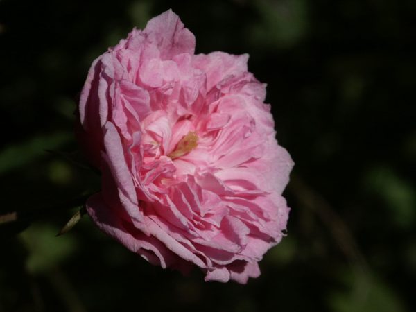 Rose rosette disease dug up