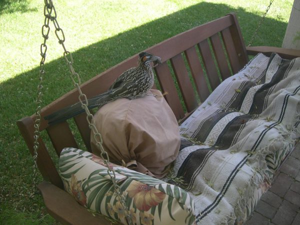 Roadrunner with hummingbird