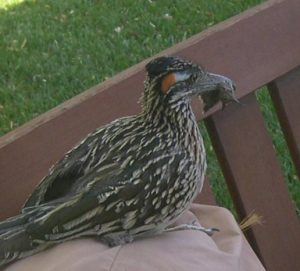 Roadrunner with hummingbird
