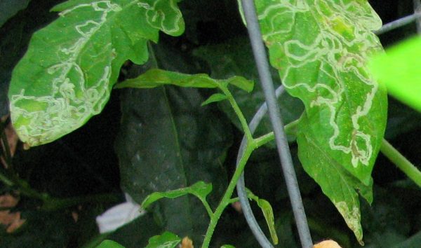 145 | Walter Reeves: The Georgia Gardener tomato leaf miner
