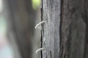 ambrosia beetle on amur honeysuckle