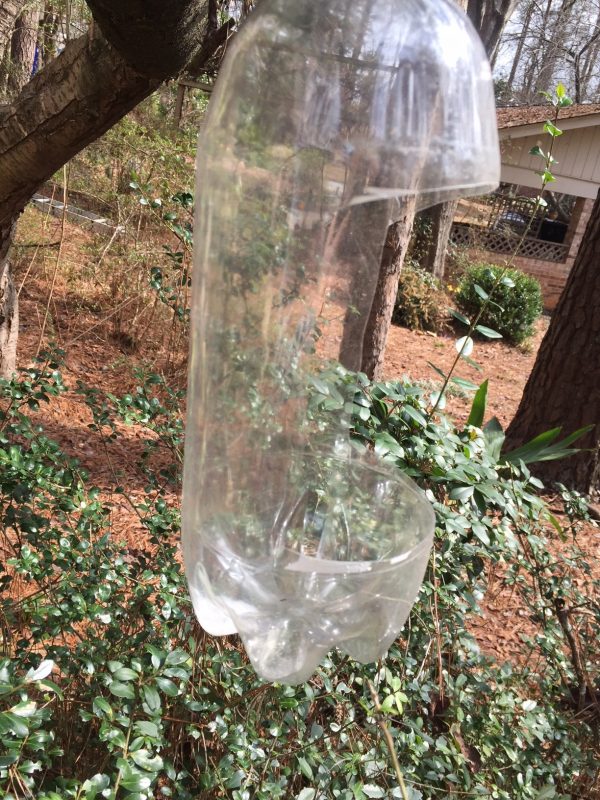 AAB trap 1 | Walter Reeves: The Georgia Gardener