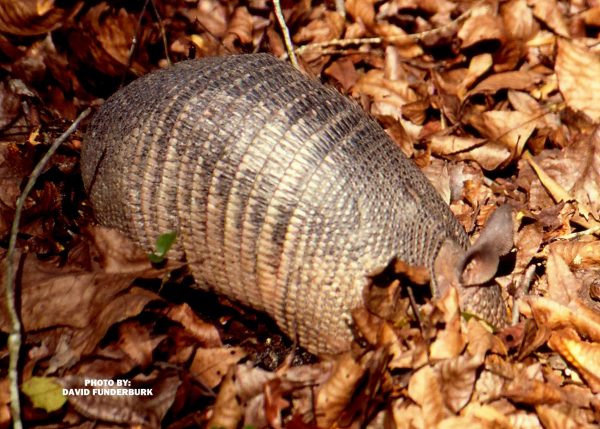 armadillo