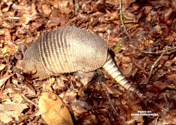 armadillo (photo courtesy of David Funderburk)