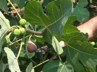 Brown-Turkey | Walter Reeves: The Georgia Gardener