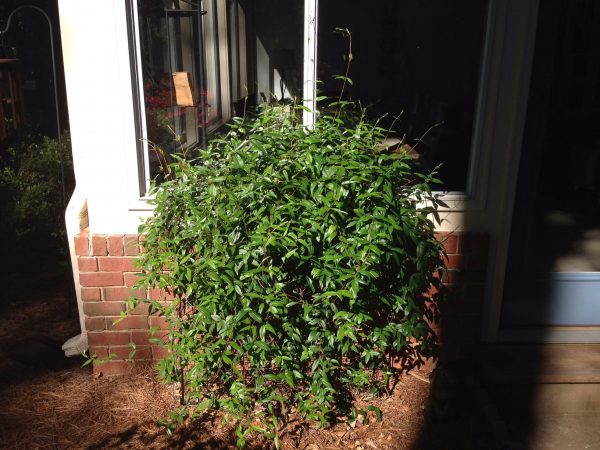 Carolina jessamine pruned 1 | Walter Reeves: The Georgia Gardener