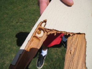 Carpenter bee damage