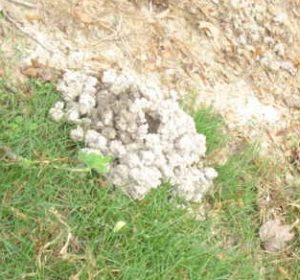 crayfish mound