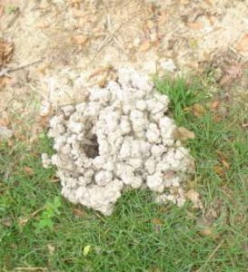 crayfish mound