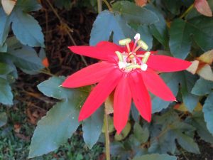 passionvine