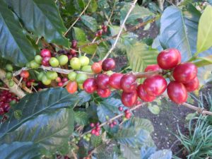 the red coffee beans are ready to pick