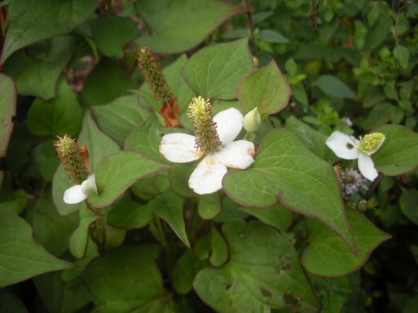 chameleon plant flower