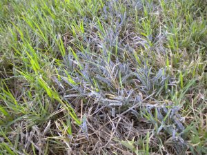 harmless slime mold