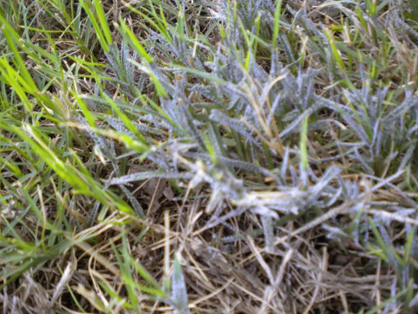 harmless slime mold