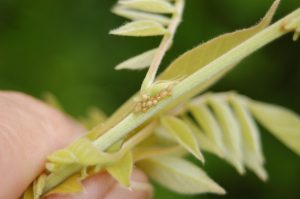 kudzu bug larvae on wisteria