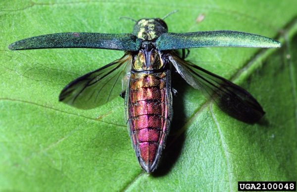 EAB | Walter Reeves: The Georgia Gardener