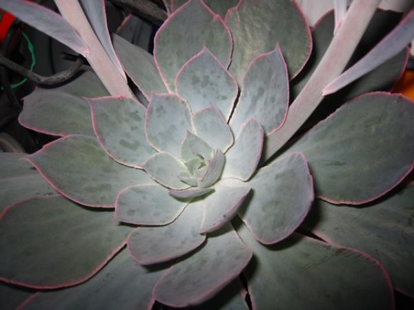 Echeveria 'Duchess of Nurnberg' | Walter Reeves: The Georgia Gardener