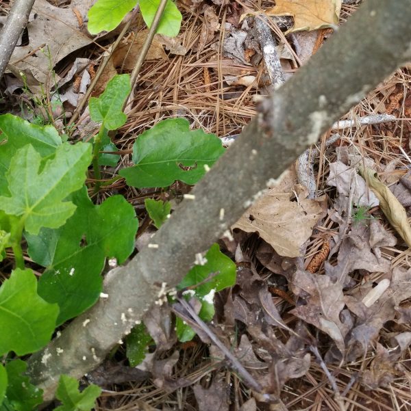 FIg-Tree | Walter Reeves: The Georgia Gardener