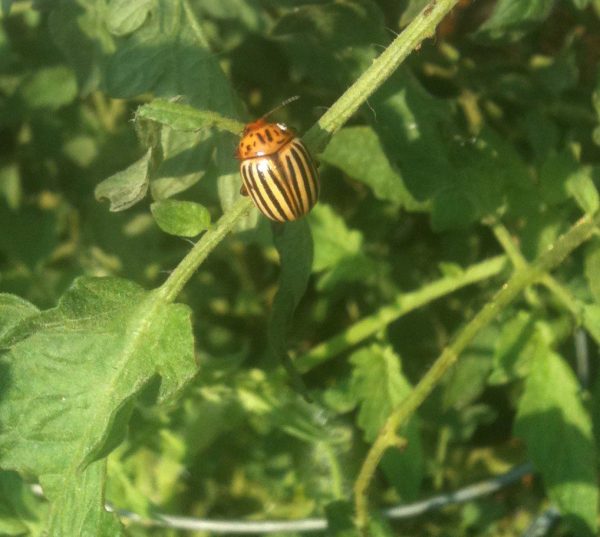 IMG_0012 | Walter Reeves: The Georgia Gardener Colorado potato beetle