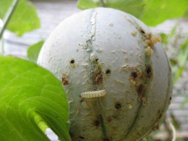IMG_1712 | Walter Reeves: The Georgia Gardener pickleworm on canteloupe (photo courtesy of www.mrsgreenthumb.com)