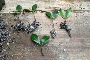 gently remove cuttings ant plant into individual 8" pots; fertilize; do not transplant into garden until the pot is filled with roots
