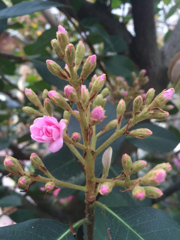 Indian hawthorn 1 | Walter Reeves: The Georgia Gardener