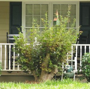 Japanese maple badly pruned