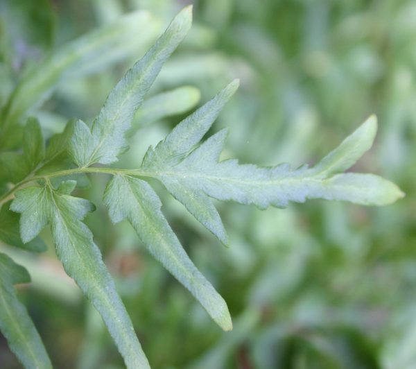 Japanese climbing fern