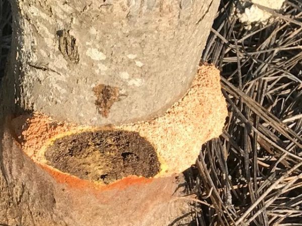 Japanese maple fungal growth | Walter Reeves: The Georgia Gardener