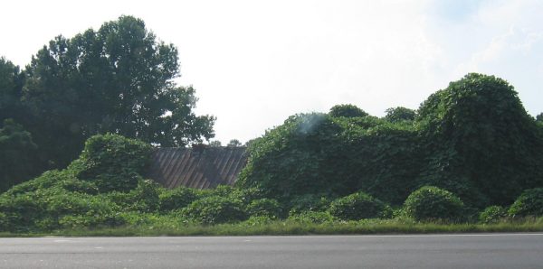 Kudzu (2) | Walter Reeves: The Georgia Gardener