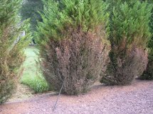 Leyland cypress cercospora