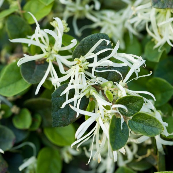Loropetalum SLPC EMERALD_SNOW2 | Walter Reeves: The Georgia Gardener