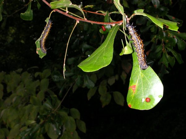 ORANGE STRIPED OAK WORM