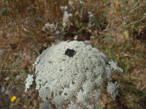 Queen Anne's Lace