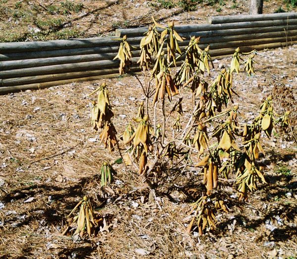 Rhododendron wilt